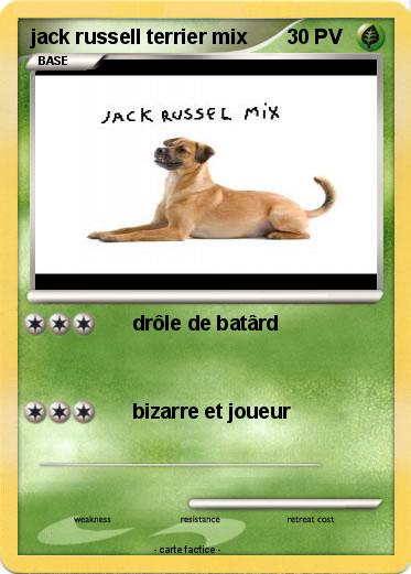 Pokemon jack russell terrier mix