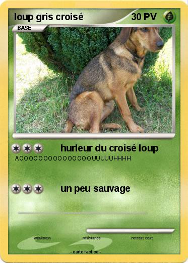 Pokemon loup gris croisé