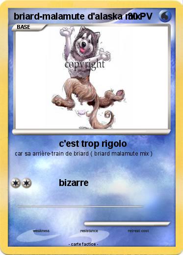 Pokemon briard-malamute d'alaska mix