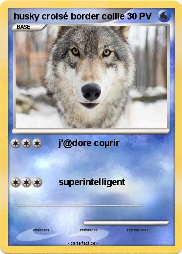 Pokemon husky croisé border collie