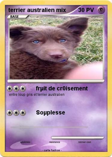 Pokemon terrier australien mix