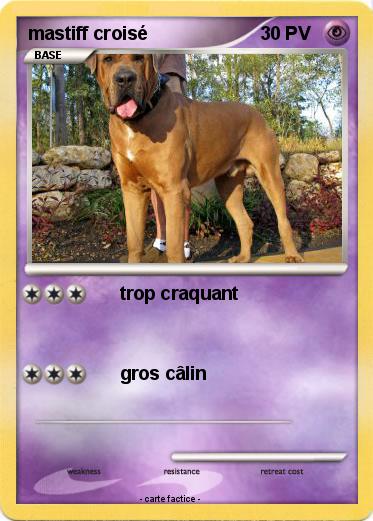 Pokemon mastiff croisé