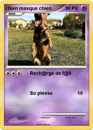 Pokemon chien masque chien