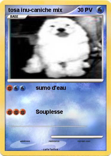 Pokemon tosa inu-caniche mix