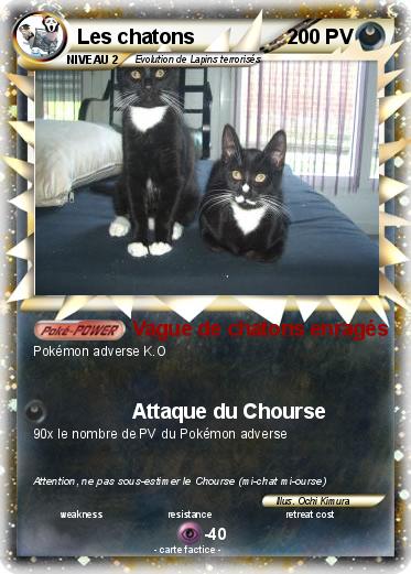 Pokemon Les chatons