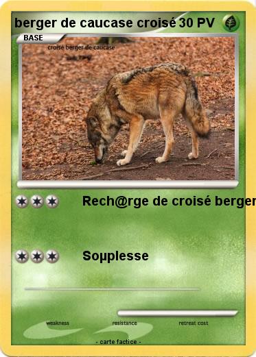 Pokemon berger de caucase croisé