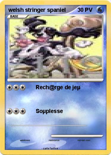 Pokemon welsh stringer spaniel