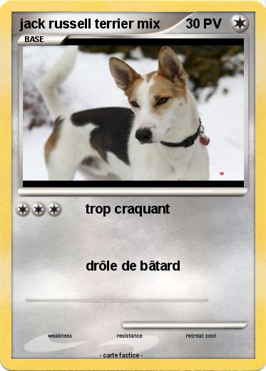 Pokemon jack russell terrier mix