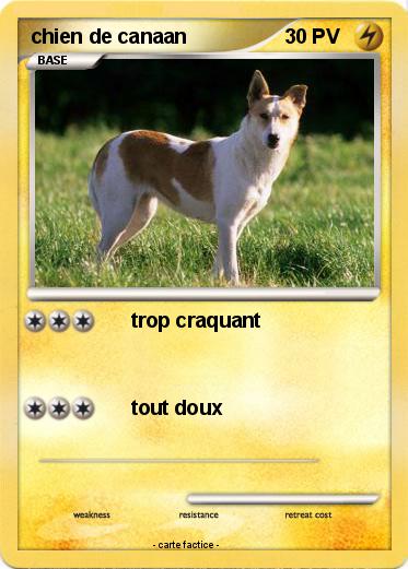 Pokemon chien de canaan