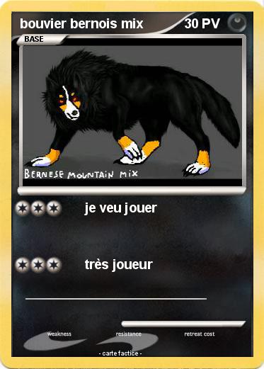 Pokemon bouvier bernois mix