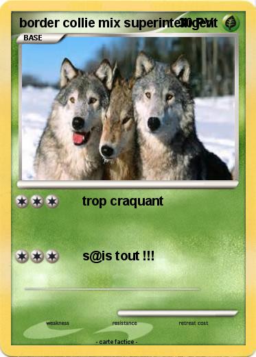 Pokemon border collie mix superintelligent