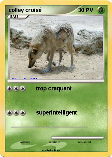 Pokemon colley croisé