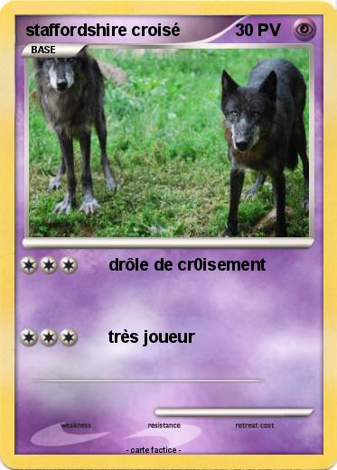 Pokemon staffordshire croisé