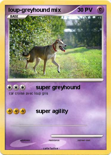 Pokemon loup-greyhound mix