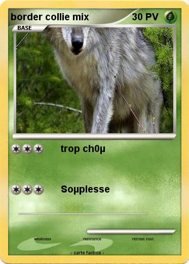 Pokemon border collie mix