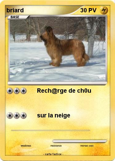 Pokemon briard