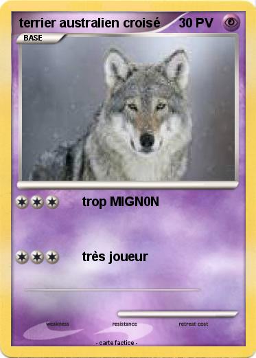 Pokemon terrier australien croisé