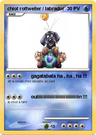 Pokemon chiot rottweiler / labrador