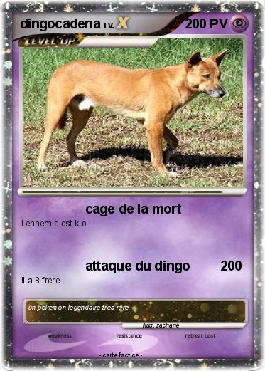 Pokemon dingocadena