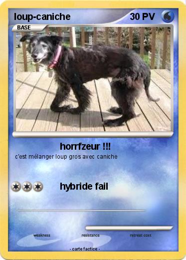 Pokemon loup-caniche