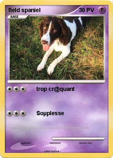Pokemon field spaniel