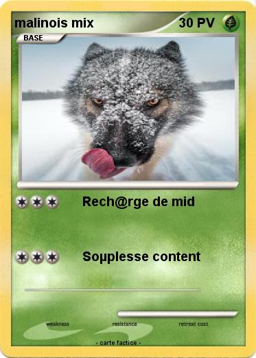 Pokemon malinois mix