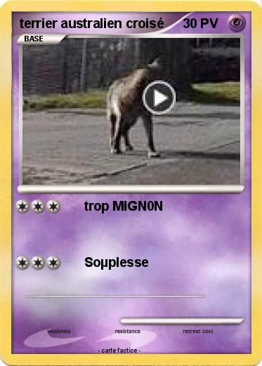 Pokemon terrier australien croisé