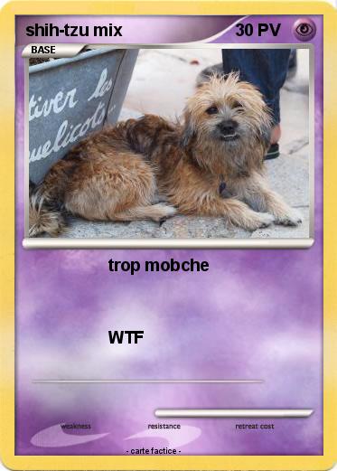 Pokemon shih-tzu mix