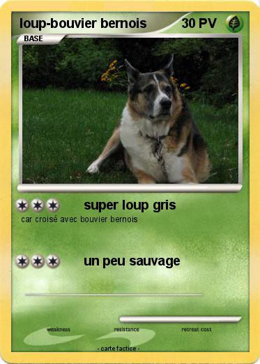 Pokemon loup-bouvier bernois