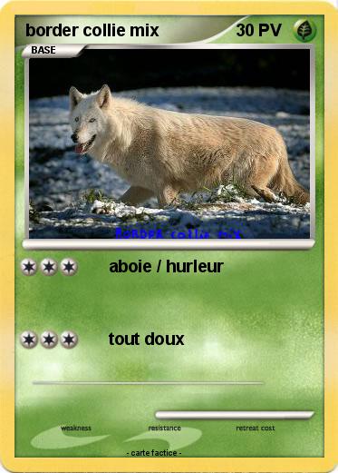 Pokemon border collie mix