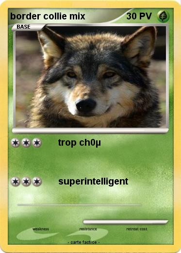 Pokemon border collie mix