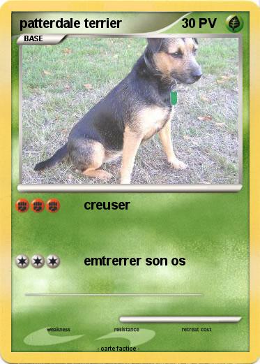 Pokemon patterdale terrier