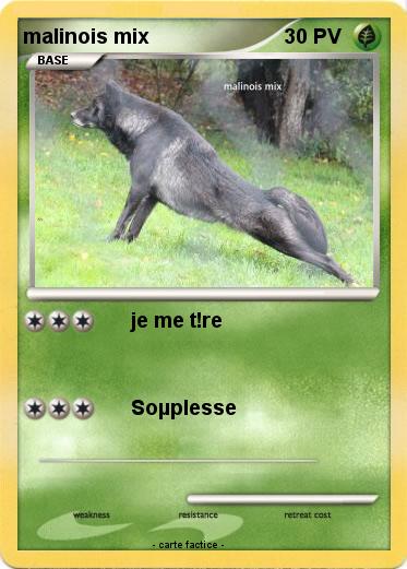 Pokemon malinois mix