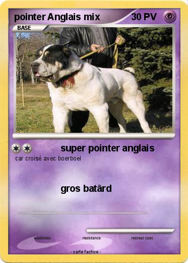 Pokemon pointer Anglais mix