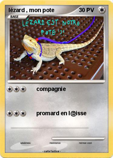Pokemon lézard , mon pote
