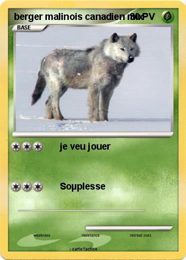 Pokemon berger malinois canadien mix