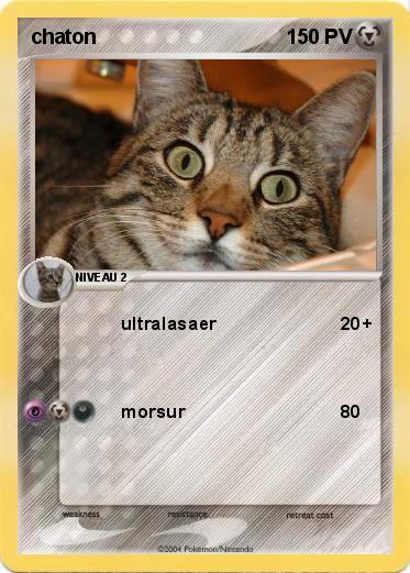 Pokemon chaton