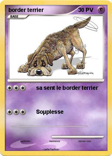 Pokemon border terrier