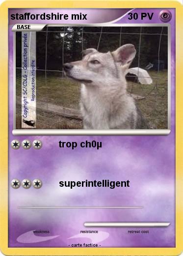 Pokemon staffordshire mix