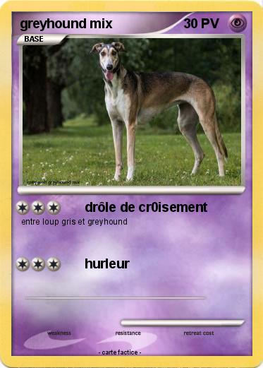 Pokemon greyhound mix