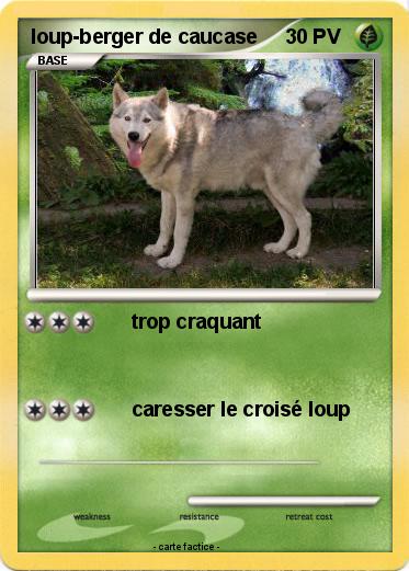 Pokemon loup-berger de caucase
