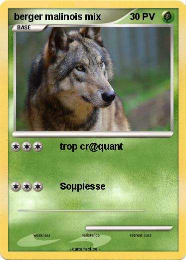 Pokemon berger malinois mix