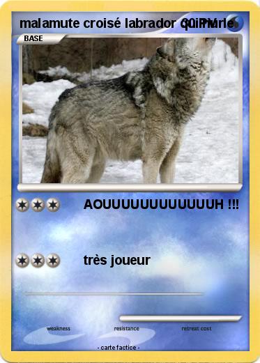 Pokemon malamute croisé labrador qui hurle