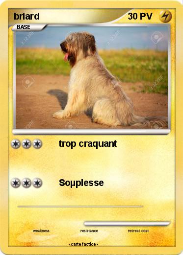 Pokemon briard