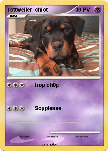 Pokemon rottweiler  chiot
