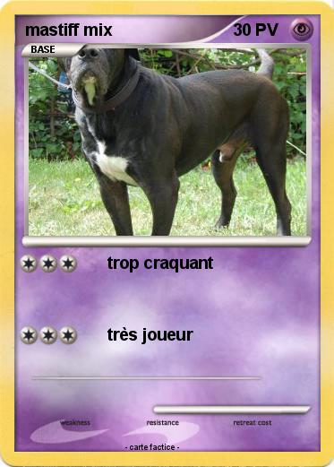 Pokemon mastiff mix