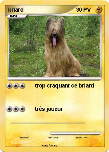 Pokemon briard