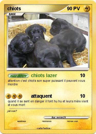 Pokemon chiots