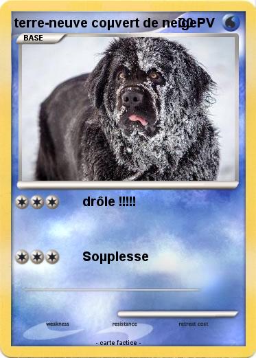 Pokemon terre-neuve coµvert de neige