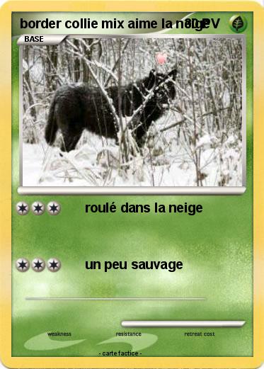 Pokemon border collie mix aime la neige